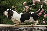 BASSET HOUND 139